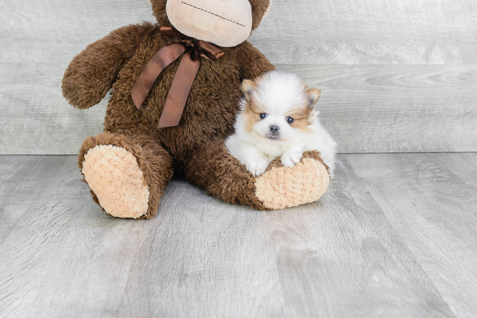 Pomeranian Pup Being Cute