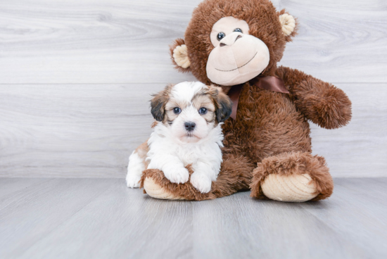 Teddy Bear Pup Being Cute