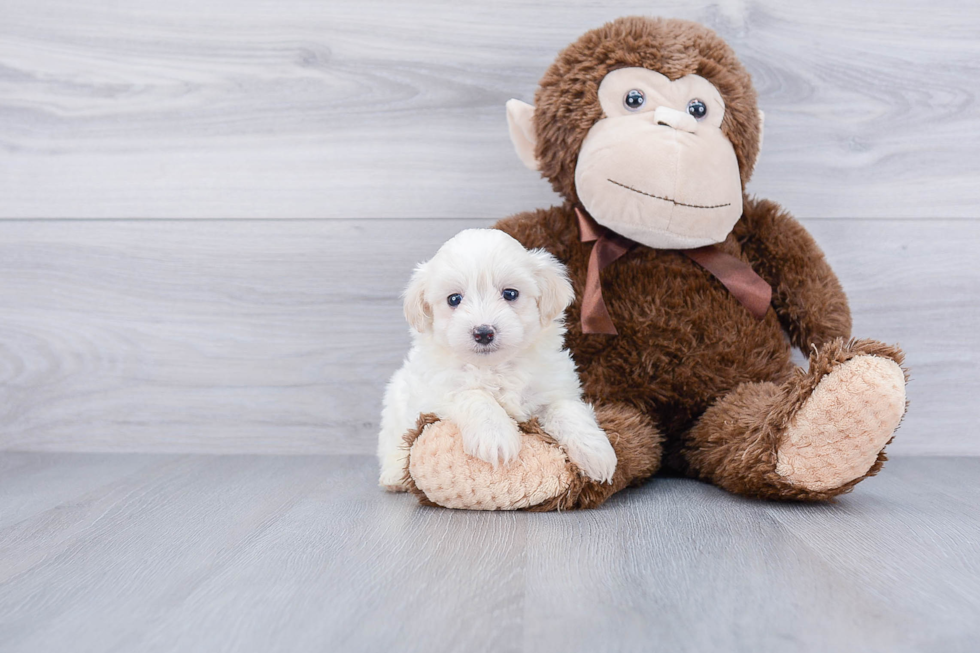 Maltipoo Puppy for Adoption