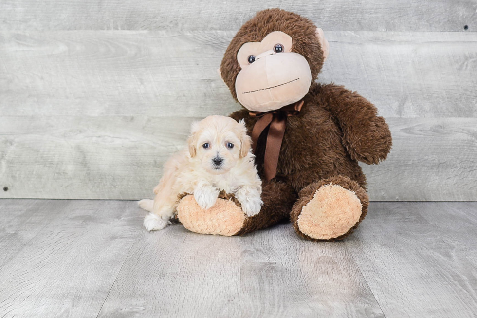 Happy Maltipoo Baby