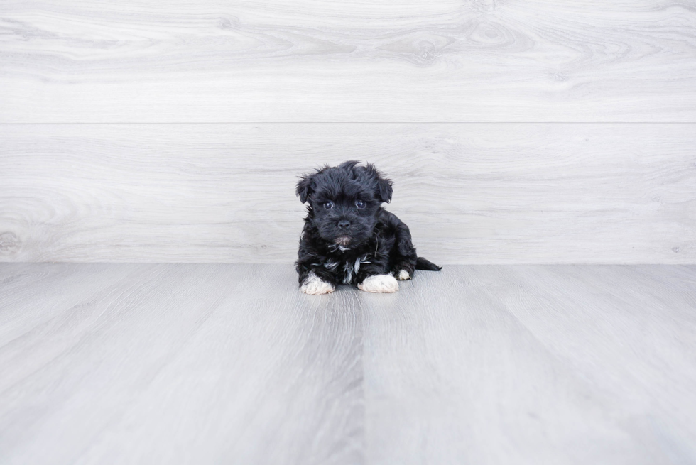 Playful Yorkie Designer Puppy