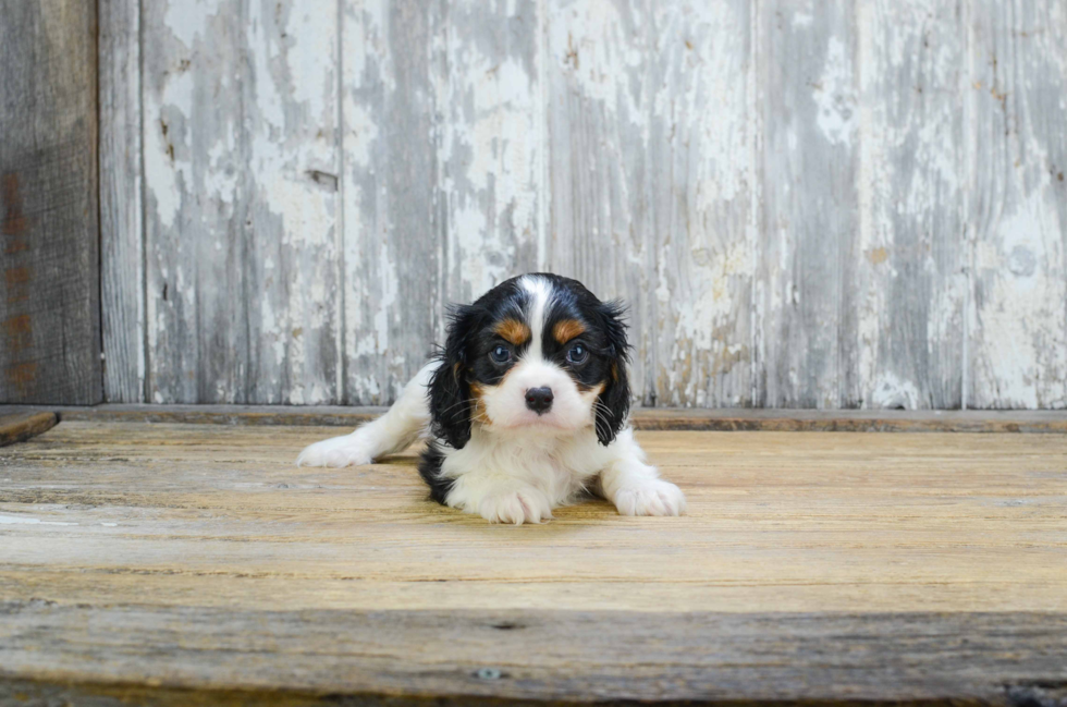 Cavalier King Charles Spaniel Puppy for Adoption