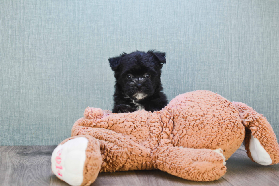 Best Morkie Baby