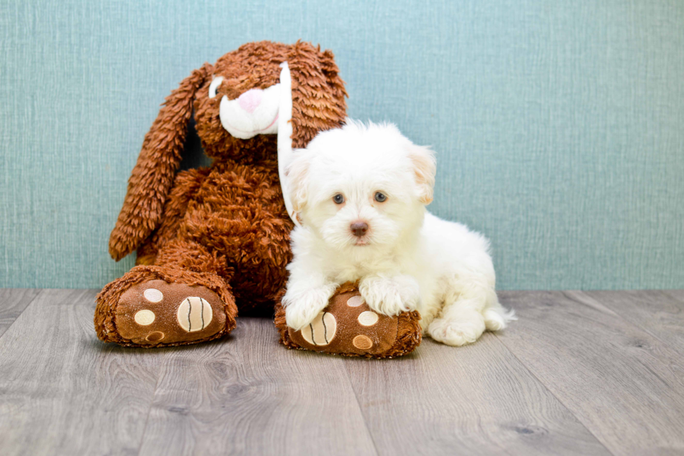 Havanese Puppy for Adoption