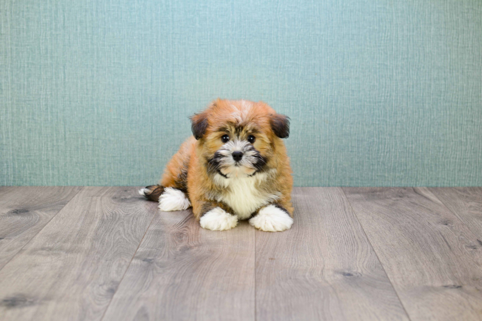 Akc Registered Havanese Baby