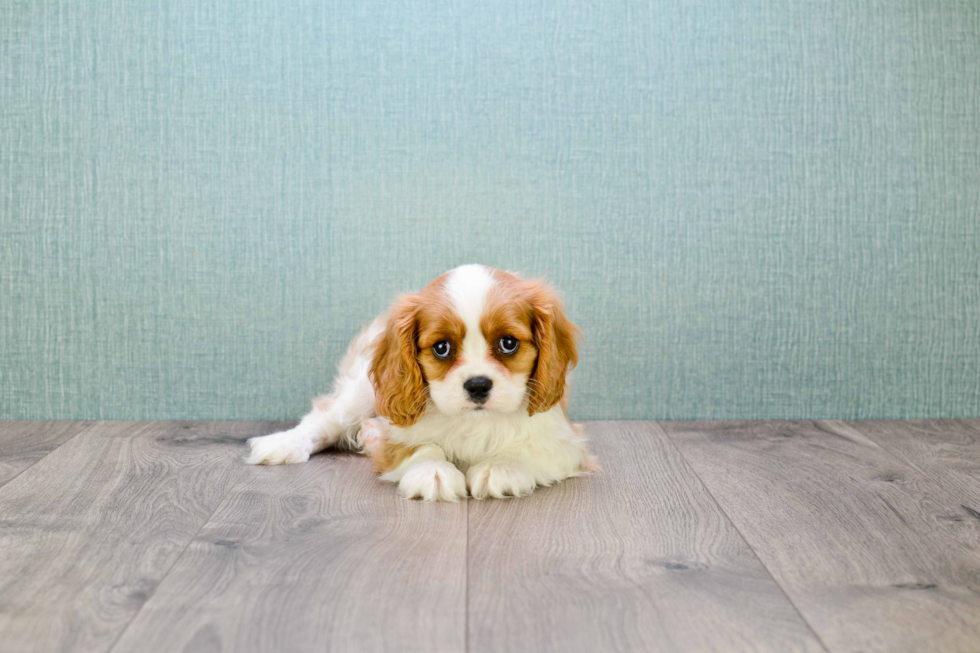 Cavalier King Charles Spaniel Puppy for Adoption