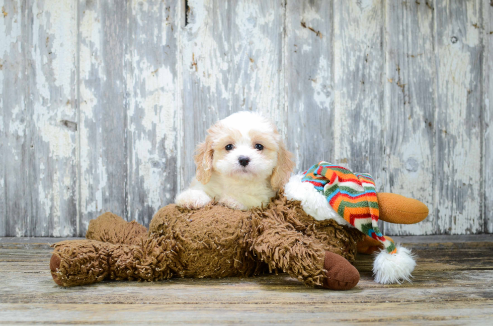 Cavachon Pup Being Cute