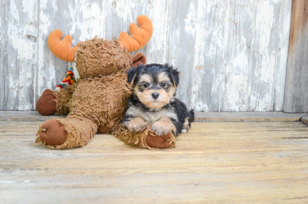 Small Morkie Baby