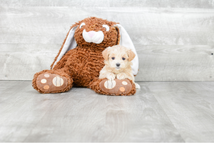 Friendly Maltipoo Baby