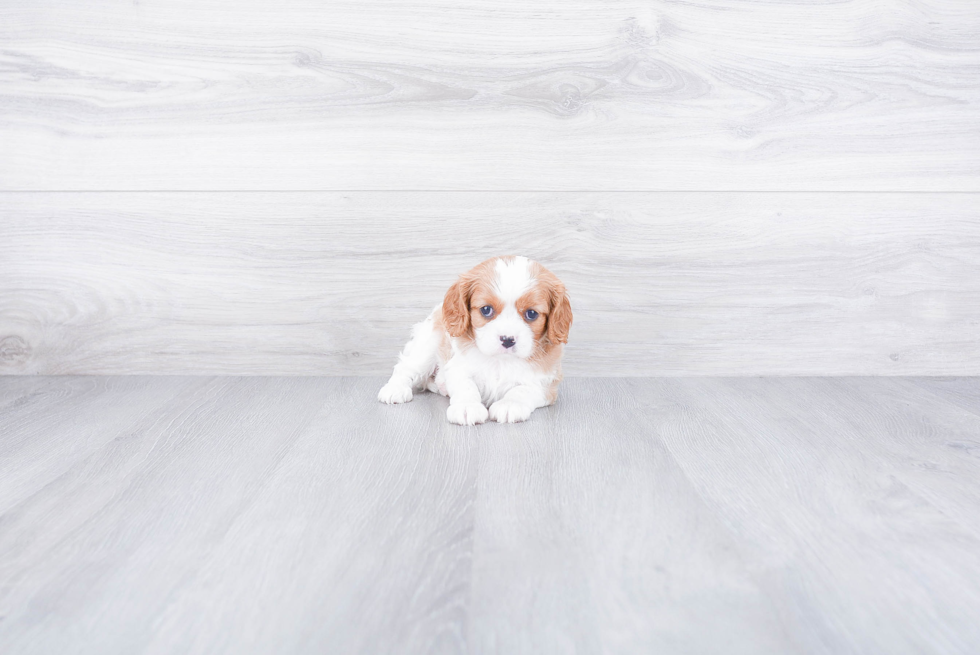 Cavalier King Charles Spaniel Puppy for Adoption