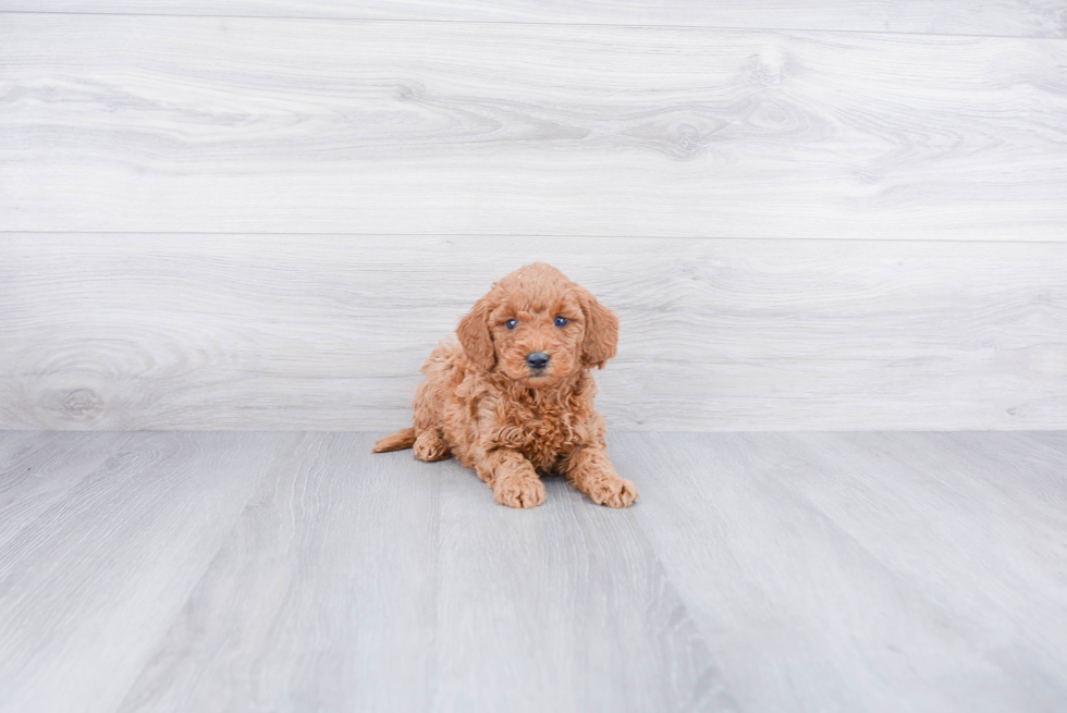 Funny Mini Goldendoodle Poodle Mix Pup