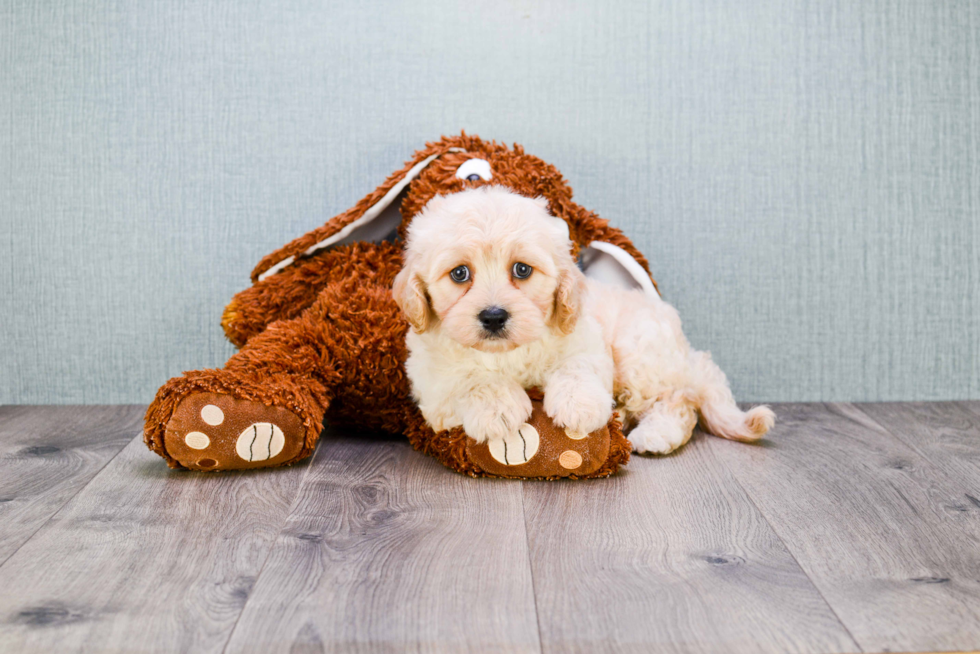 Funny Cavachon Designer Pup