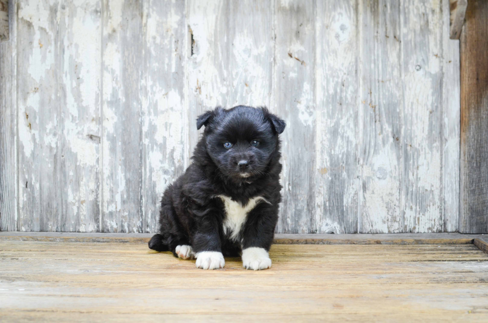 Small Pomsky Baby