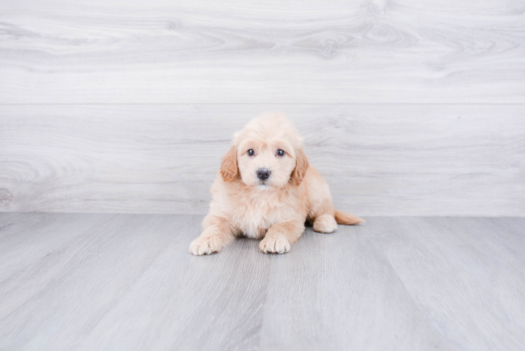 Mini Goldendoodle Pup Being Cute