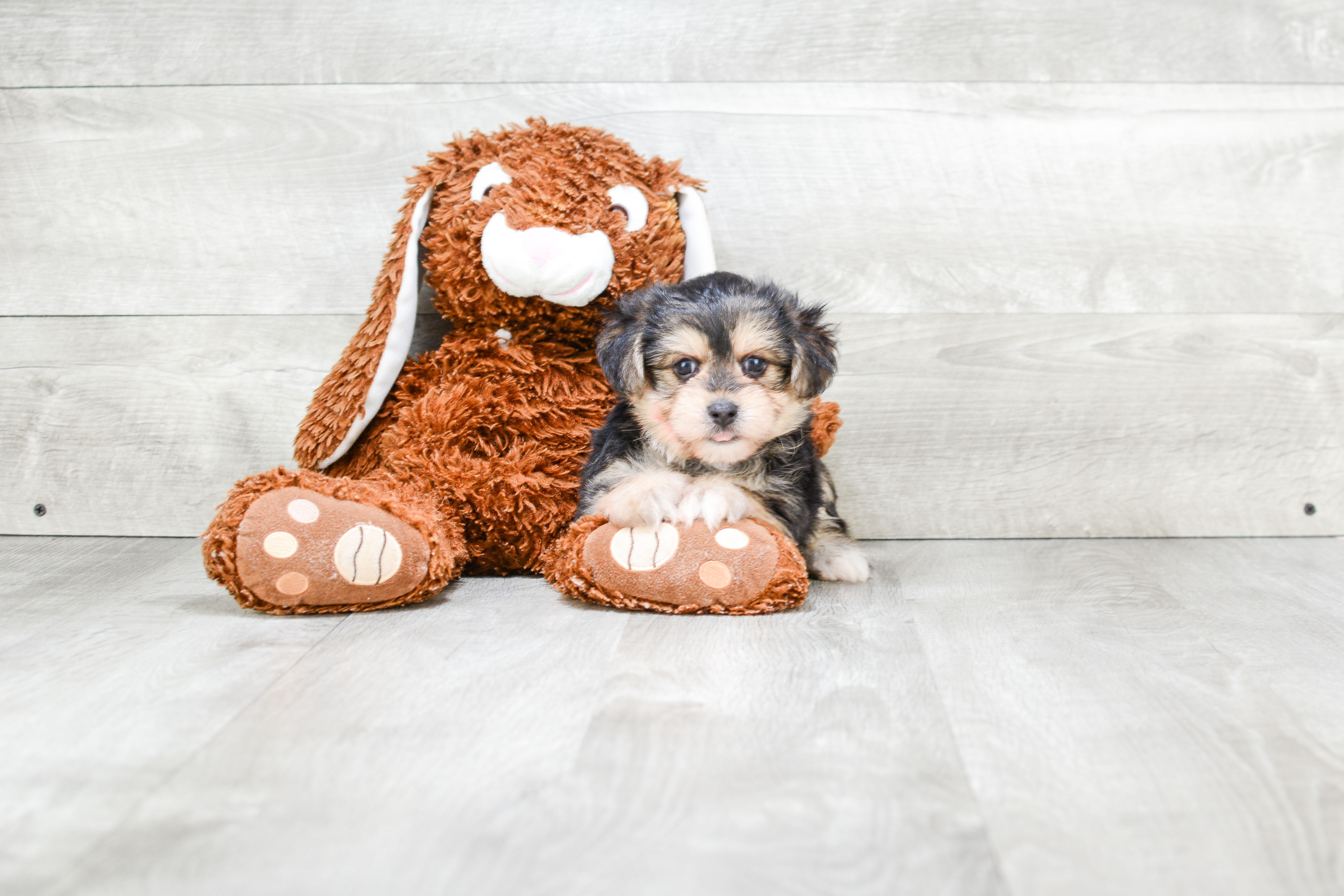 Morkie Puppy for Adoption