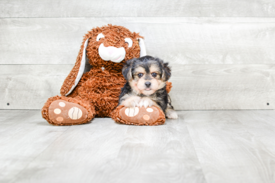 Morkie Puppy for Adoption