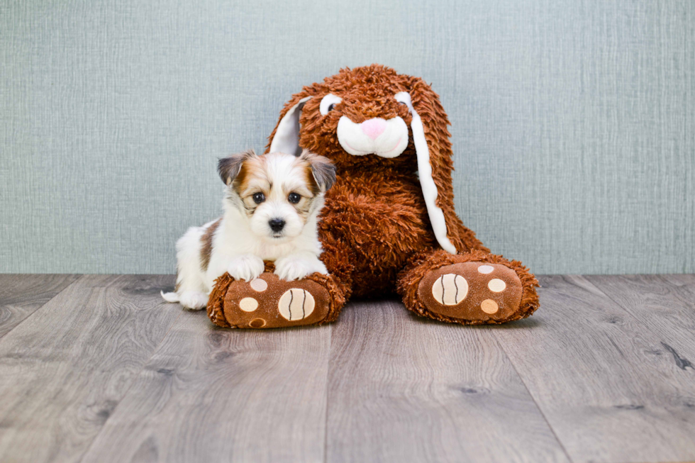 Morkie Pup Being Cute