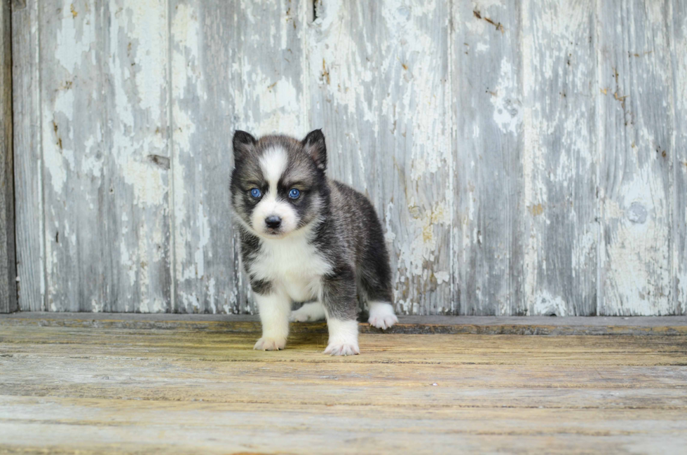 Pomsky Puppy for Adoption