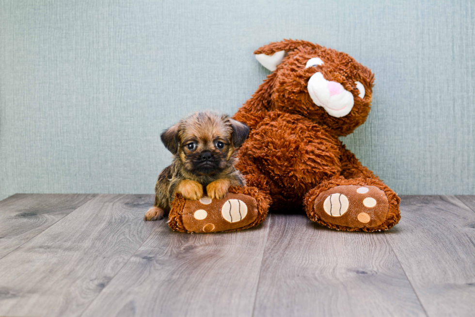 Cute Brussels Griffon Baby