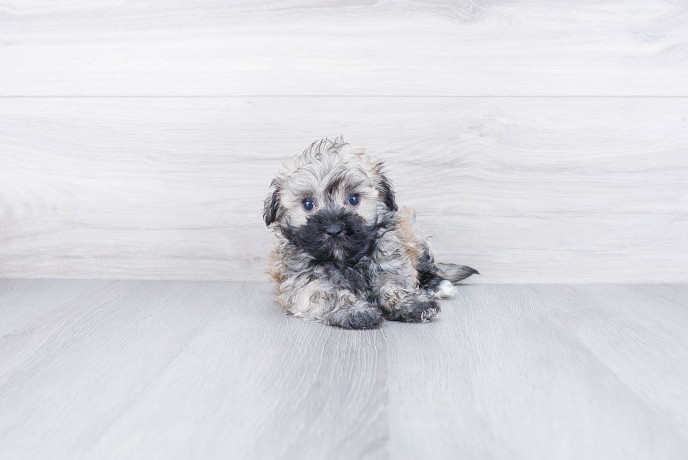 Friendly Havanese Purebred Pup