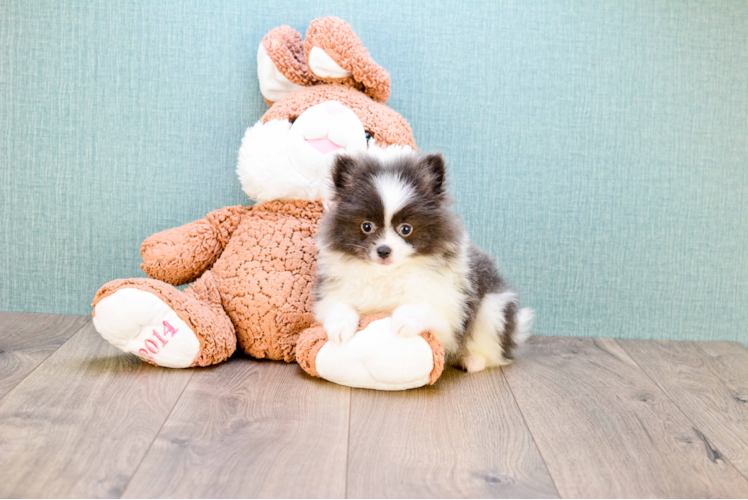 Pomeranian Pup Being Cute