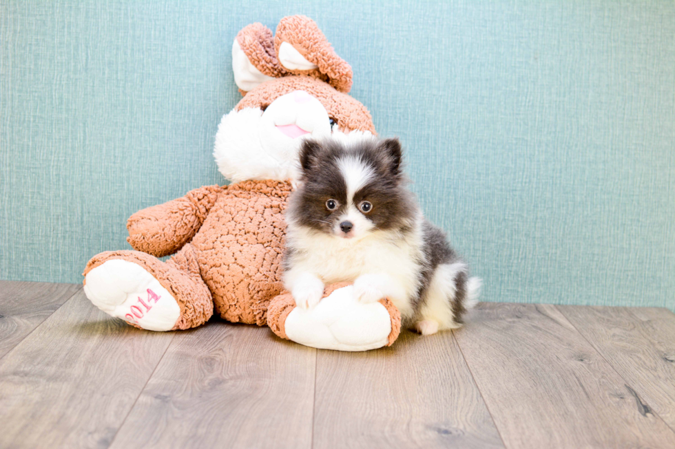 Pomeranian Pup Being Cute