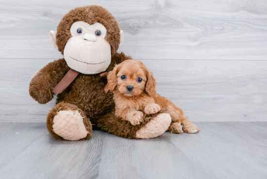 Playful Cavoodle Poodle Mix Puppy