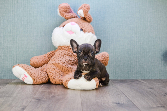 Best French Bulldog Baby