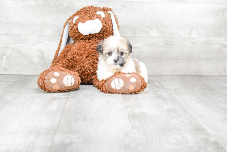 Havanese Pup Being Cute