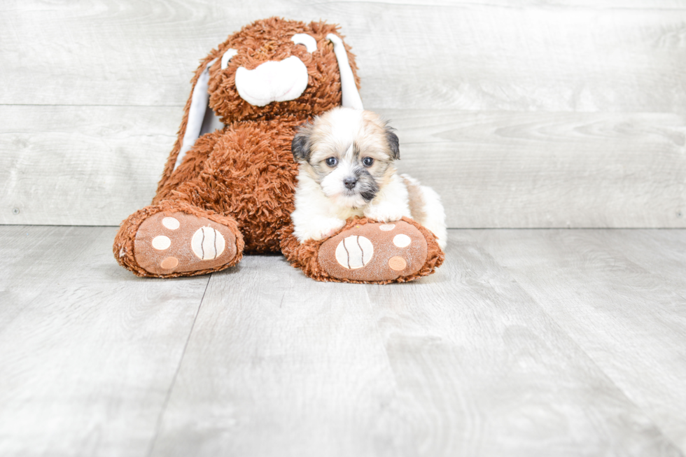 Havanese Pup Being Cute