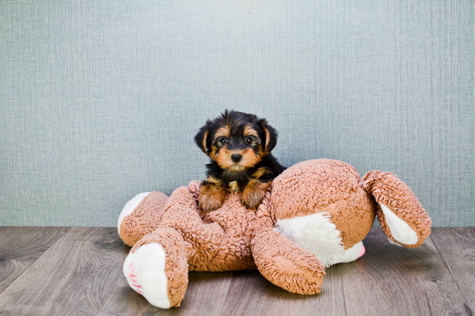 Meet Izzie - our Yorkshire Terrier Puppy Photo 