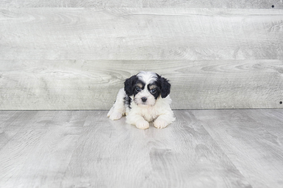 Cavachon Pup Being Cute