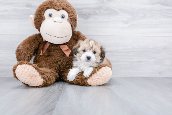 Little Aussiepoo Poodle Mix Puppy