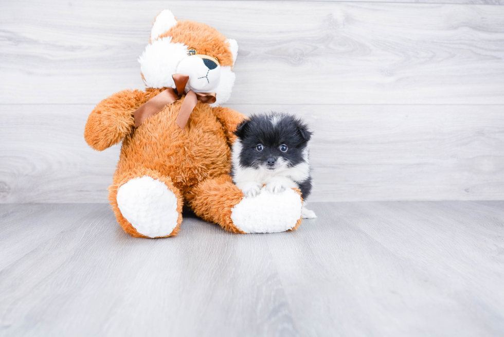 Adorable Pomeranian Purebred Puppy