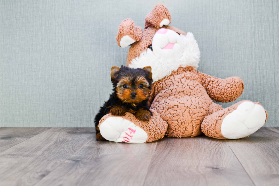 Meet Nugget - our Yorkshire Terrier Puppy Photo 