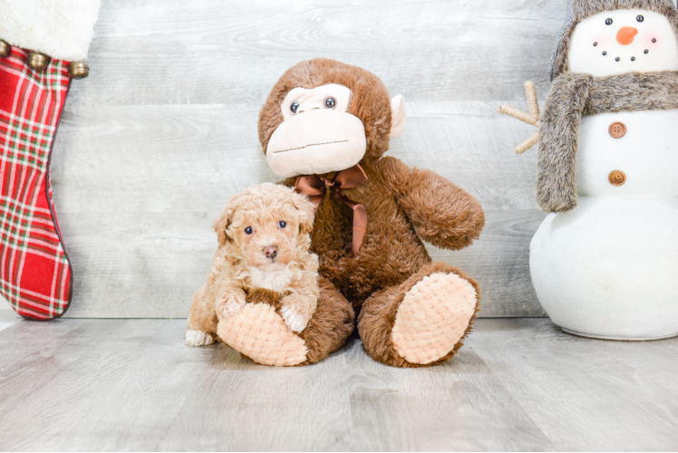 Maltipoo Puppy for Adoption