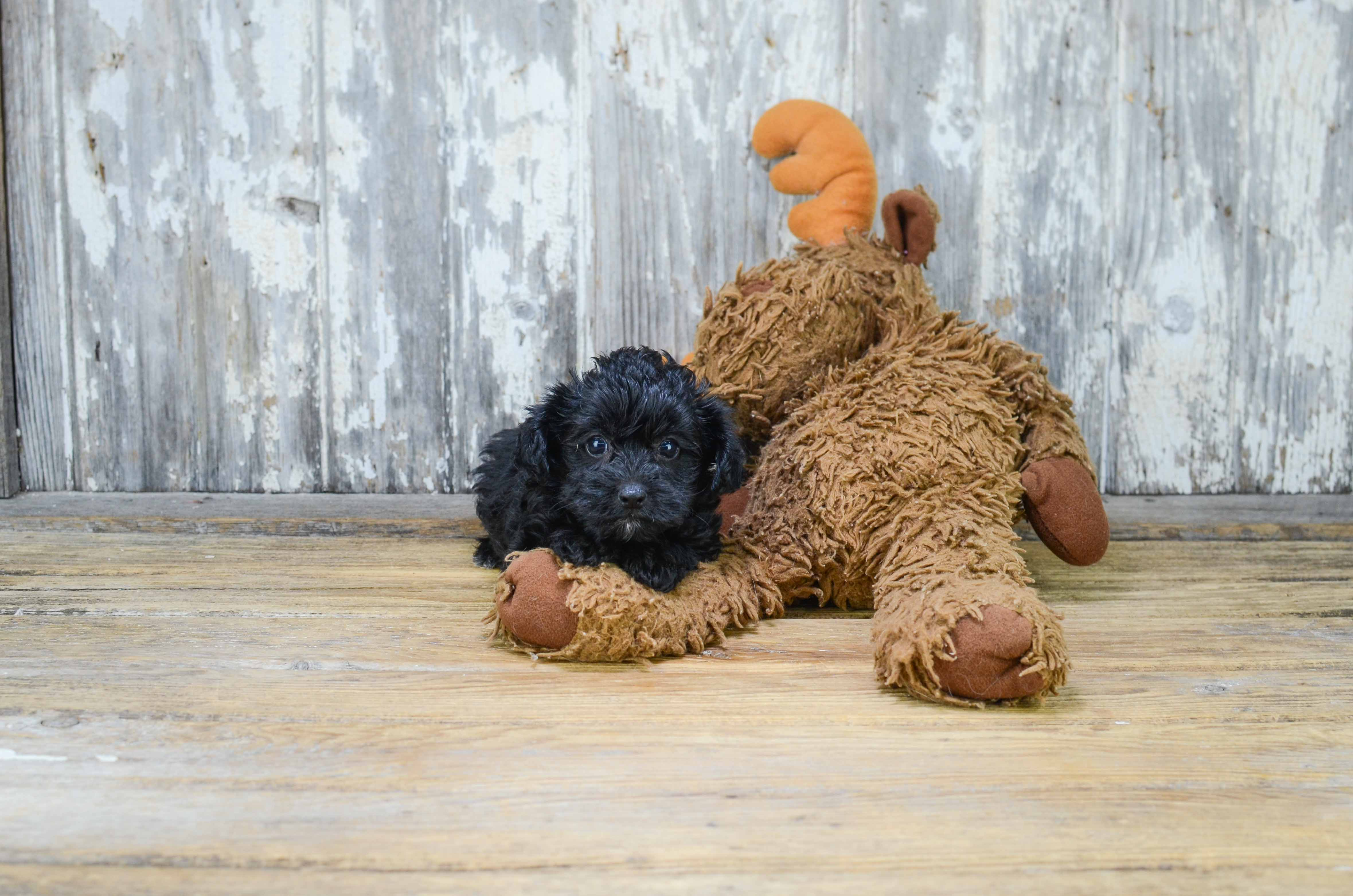Morkie Puppy for Adoption