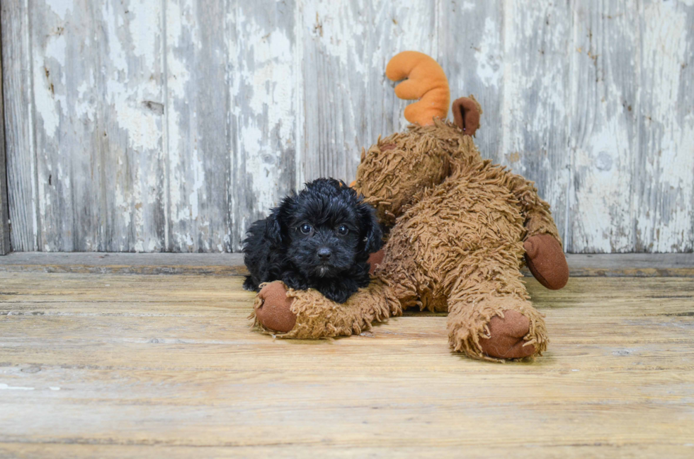 Morkie Puppy for Adoption