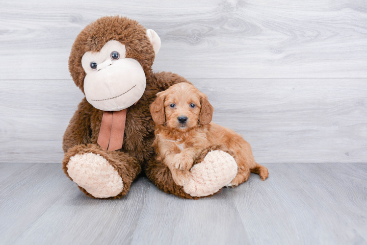 Adorable Golden Retriever Poodle Mix Puppy