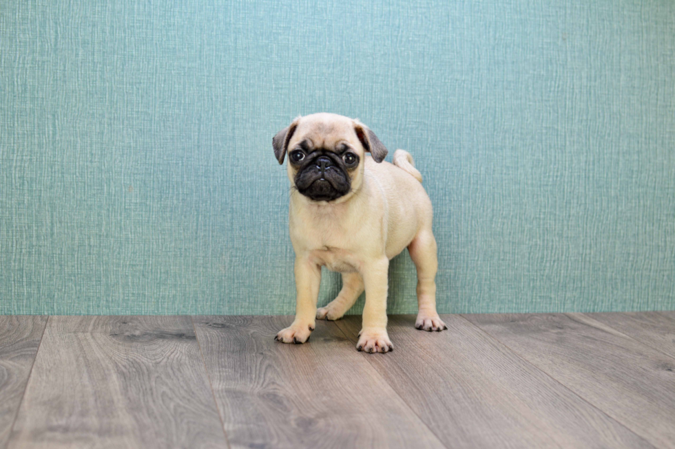 Pug Puppy for Adoption