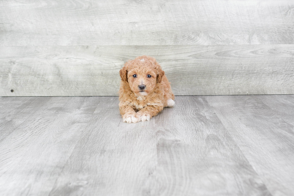 Maltipoo Pup Being Cute