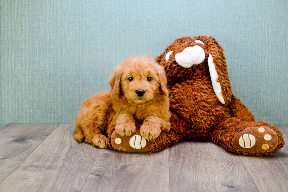 Mini Goldendoodle Pup Being Cute