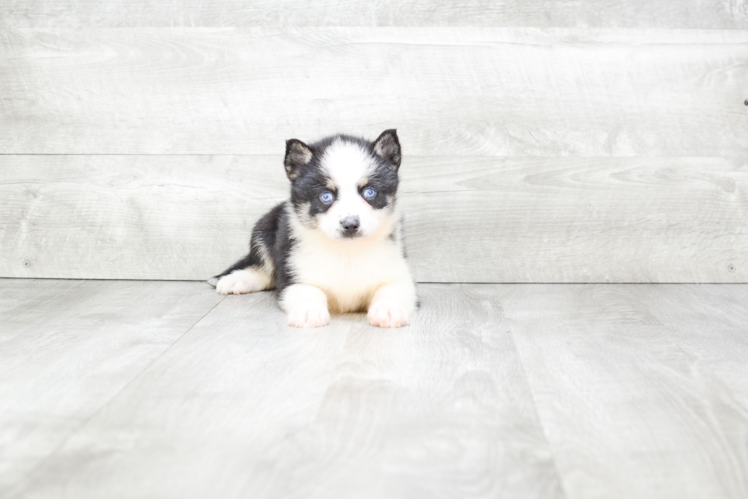 Best Pomsky Baby