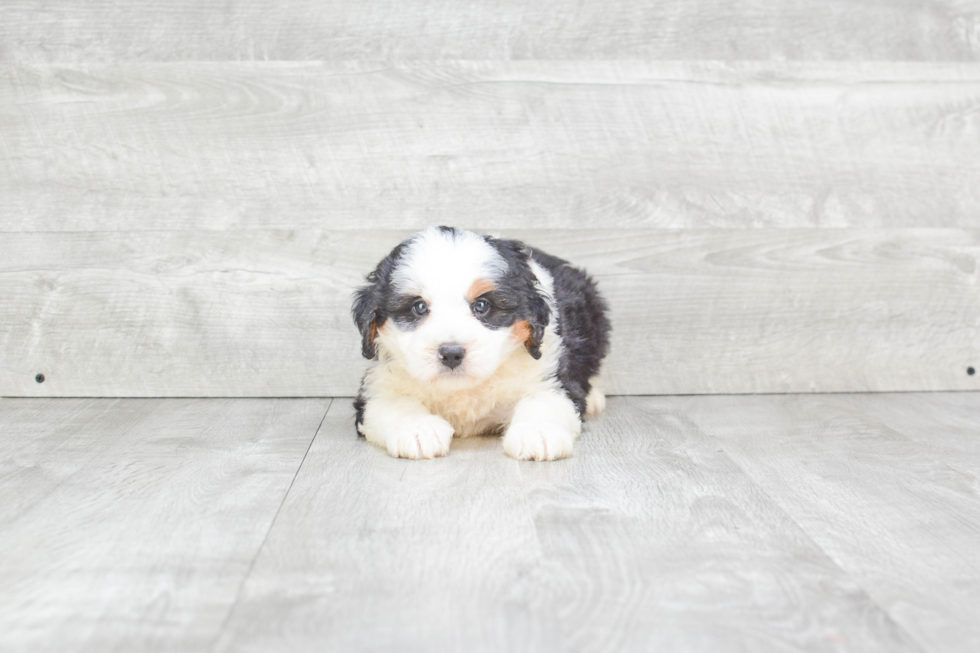 Mini Bernedoodle Puppy for Adoption