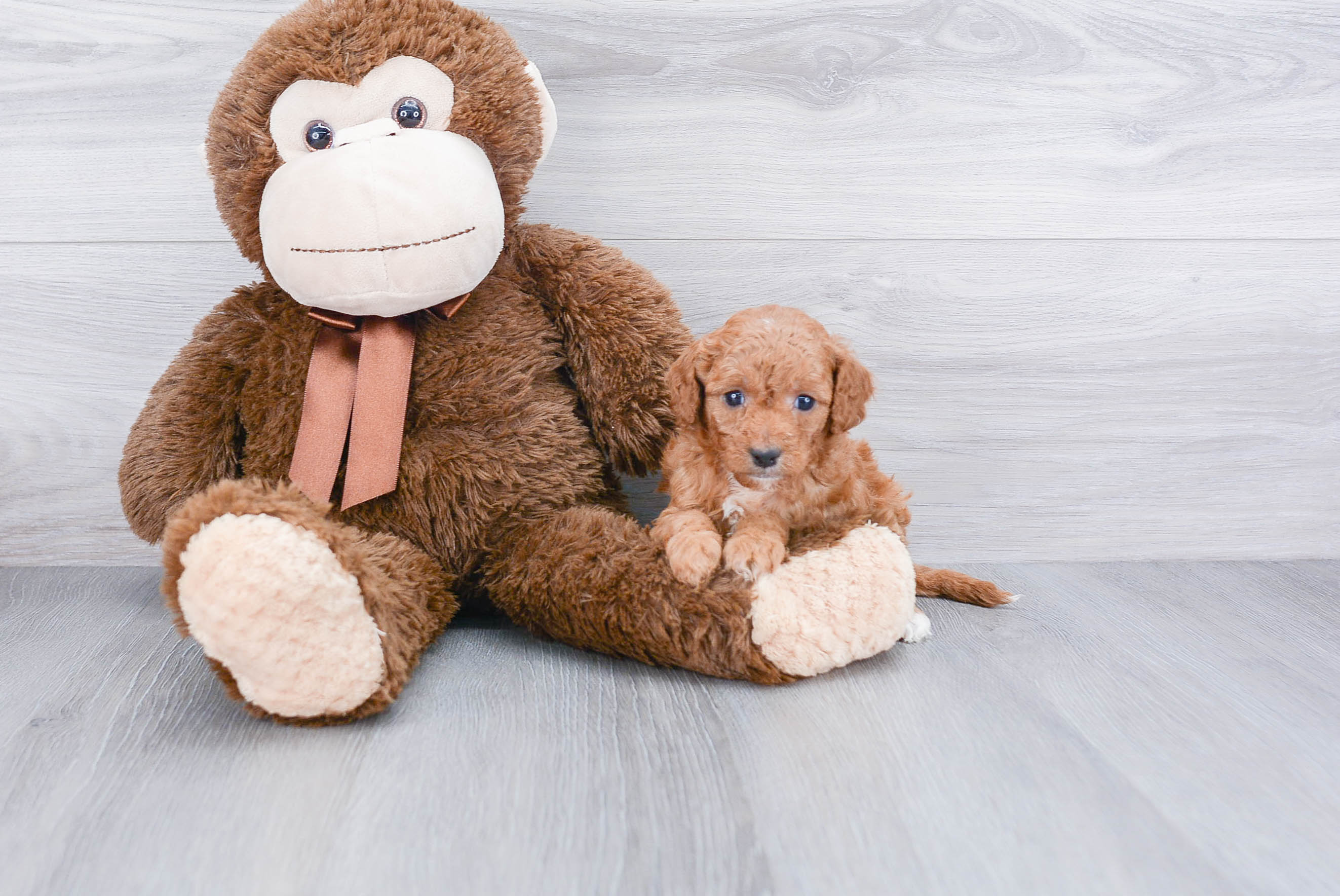 Happy Cavapoo Baby