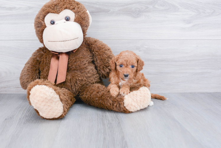 Happy Cavapoo Baby