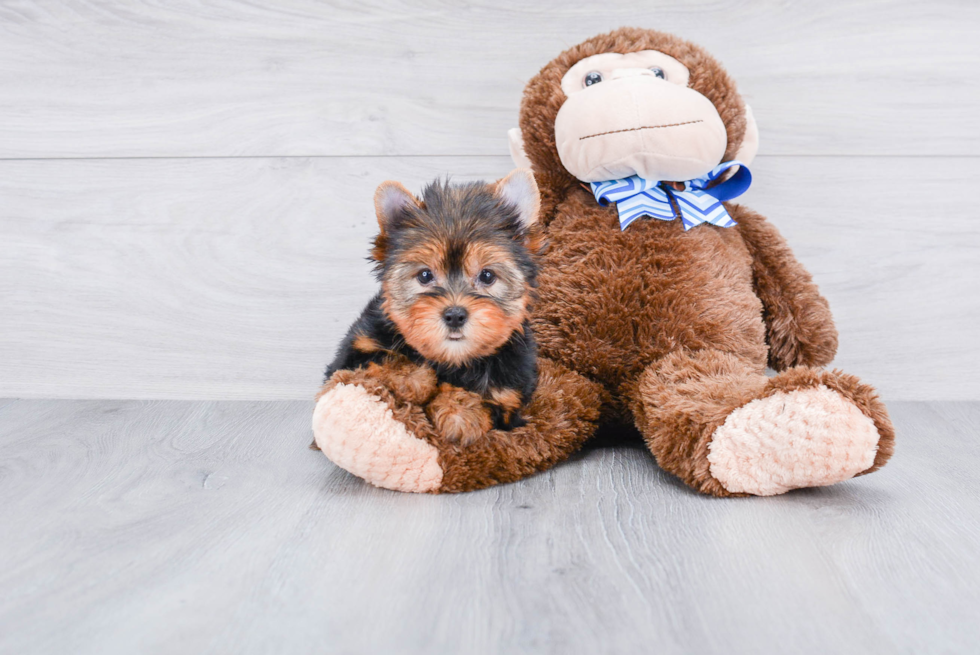 Meet Rascal - our Yorkshire Terrier Puppy Photo 