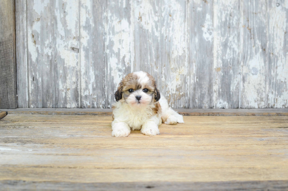 Teddy Bear Pup Being Cute