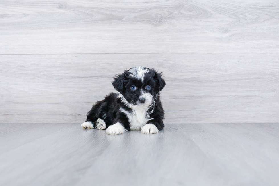 Mini Aussiedoodle Pup Being Cute