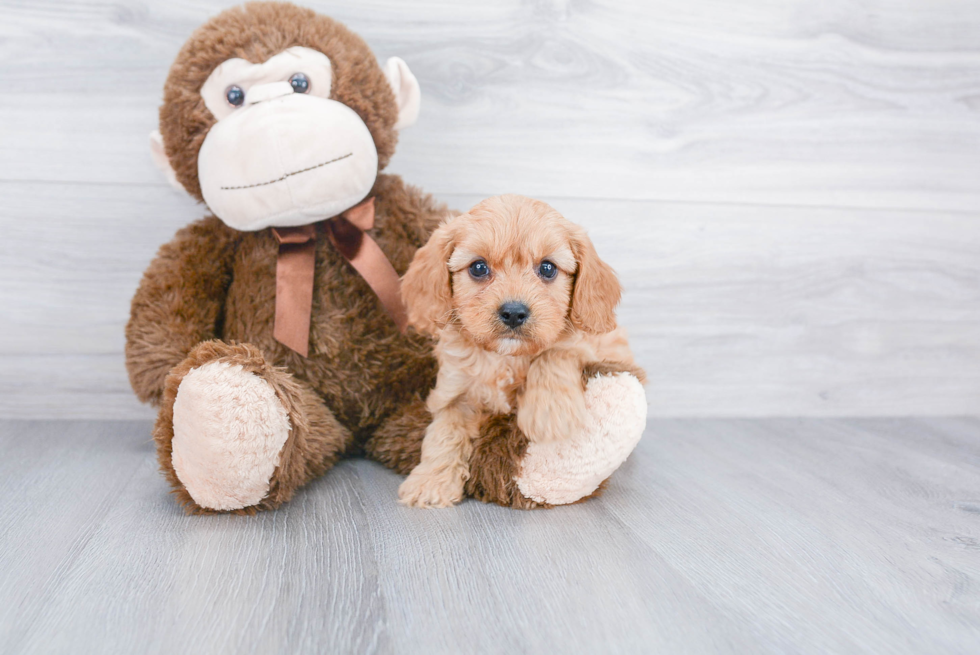 Best Cavapoo Baby